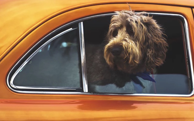 shaggy dog with its head out the window of an orange car